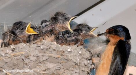 The Birds Are Coming. Are You Ready? Image